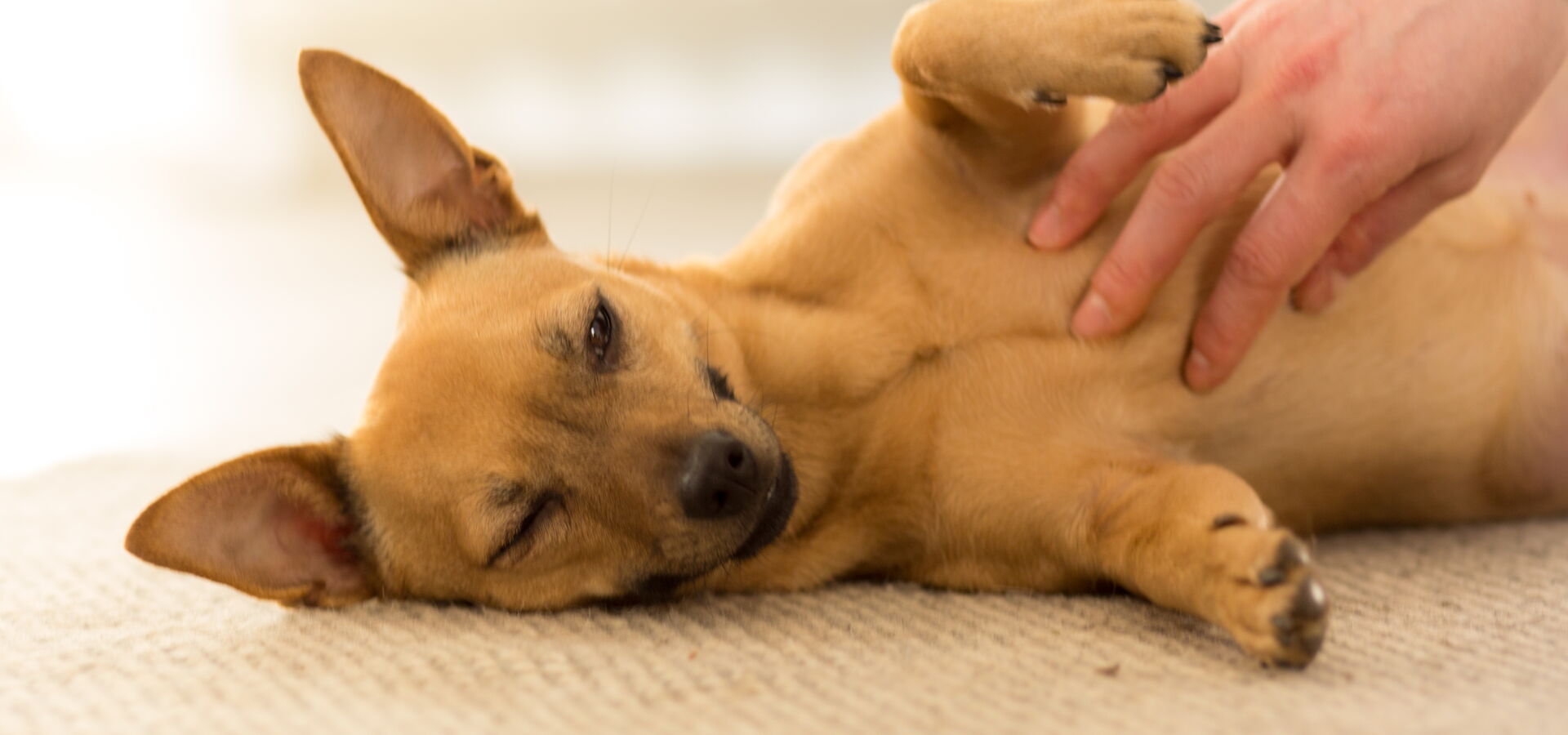 Dog-assisted therapy